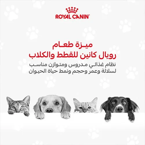 رويال كانين - Visual 2